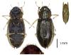 Helophorus sp.